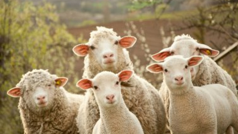 Хранене на лактиращи овце