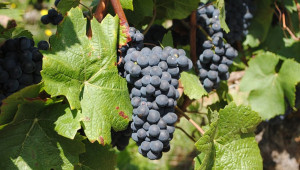 Лозарите и винарите имат възможност за финансиране - Agri.bg