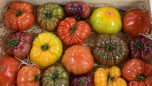 Новият хит на пазара - домати в различни цветове - Снимка 1