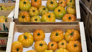 Новият хит на пазара - домати в различни цветове - Снимка 2