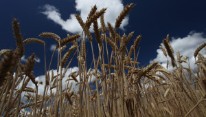 Изненадите продължават: Пшеницата удари 14-годишен пик