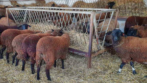 До 30 дни личните животновъдни стопанства подлежат на регистрация