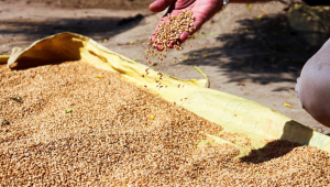 Държавата ще изкупи 1,5 млн. тона от родната пшеница