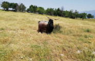 Асоциация за защита на редки автохтонни породи - Калоферска дългокосместа коза