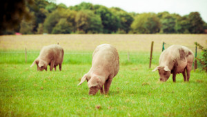 До месец изплащат хуманното за свине-майки, а до 22 март – за птици