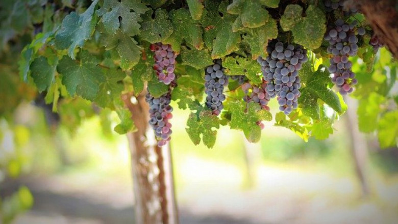 Така в Словения произвеждат устойчиво вино
