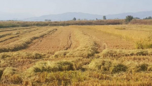 Министерството обмисля държавна помощ за оризопроизводителите - Снимка 1