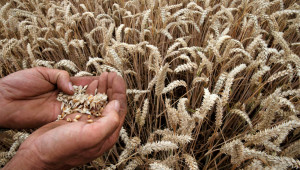 Борси: Читатели коментират цени на зърното
