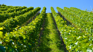 Вижте последните промени във финансирането на лозаро-винарския сектор