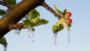 Научи и спечели със Syngenta: Какво да използваме през студените месеци в овощната градина? - Agri.bg