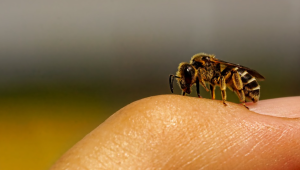 Родни пчелари помагат на украинските си колеги - Agri.bg