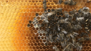 Сигнали за 100% загинали пчелини