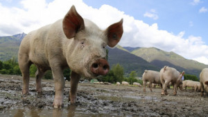 Земеделското министерство ще търси от Финансовото още пари за "хуманно" за свине и птици