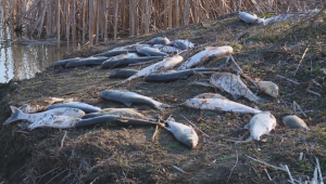 След авария в свинекомплекс изплува тонове мъртва риба - Agri.bg