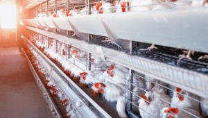 Птичи грип превзе птицеферма със 177 хил. кокошки носачки