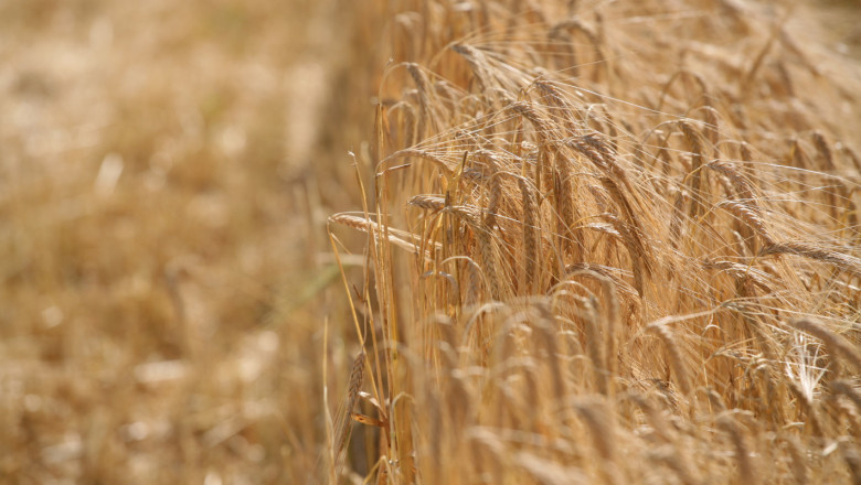 Индийската пшеница държи юздите на цените