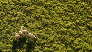 Пасторализъм в природните паркове: Приоритет ще се дава на овцете за сметка на говедата