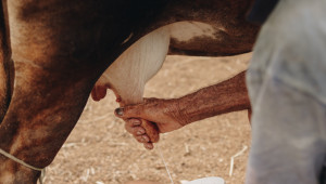 Мляко с витамин D3 - възможност за развитие - Agri.bg