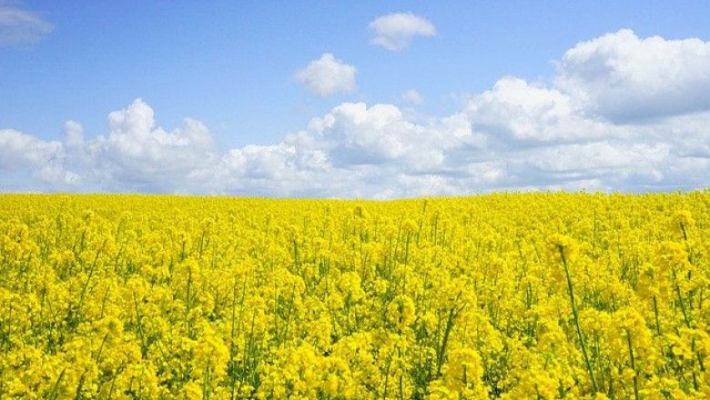 Русия спира износа на семе от слънчоглед и рапица