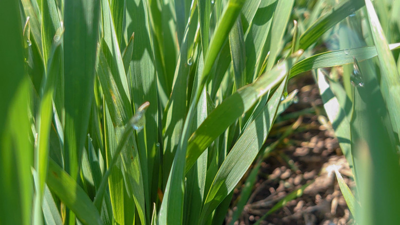 Добра новина: В Добруджа пшеницата е в добро и много добро състояние