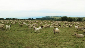 ЕК: Исторически малък брой на овце и кози в ЕС. Какво се очаква през 2022 г.?