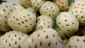 Необичайната ягода, за която японците плащат по 120 лв./кг - Agri.bg