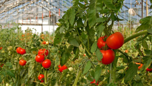 845 производители на оранжерийни зеленчуци заявиха помощ de minimis