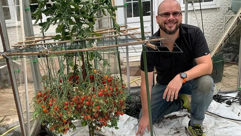 Фермер постави нов рекорд за реколта от чери домати