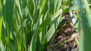 Споделен опит: Биопроизводители показват как се добива чисто зърно - Agri.bg