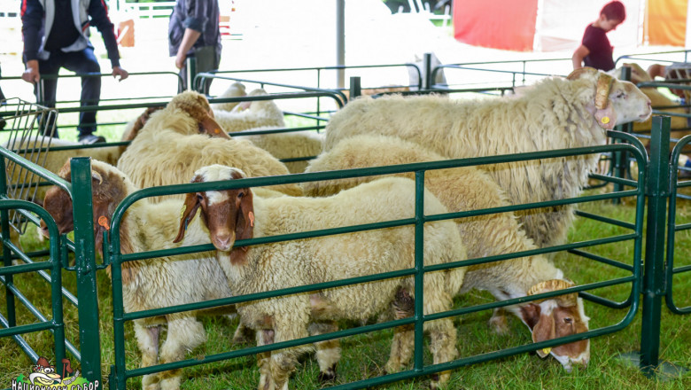 Близо 1000 животни на Събора на овцевъдите