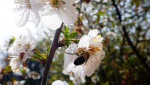 Пчелари: Надяваме се на поредна година без отровени пчели