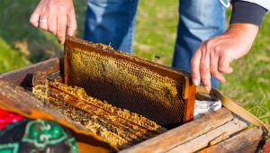 ДФЗ: Започва приемът на заявления за кредити по Пчеларската програма за 2022 г.