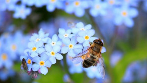Стартъпът, който спасява пчелите, създавайки мед без тях
