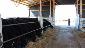 Българските животновъди в Брюксел: Субсидиите са "изядени" от инфлацията, искаме равнопоставеност