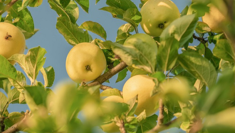 Ябълките - плодове, които невинаги са били големи, сладки и сочни
