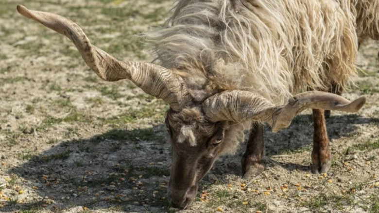 Hortobágy racka - Унгарската порода овце подходяща за месо, но не и за мляко