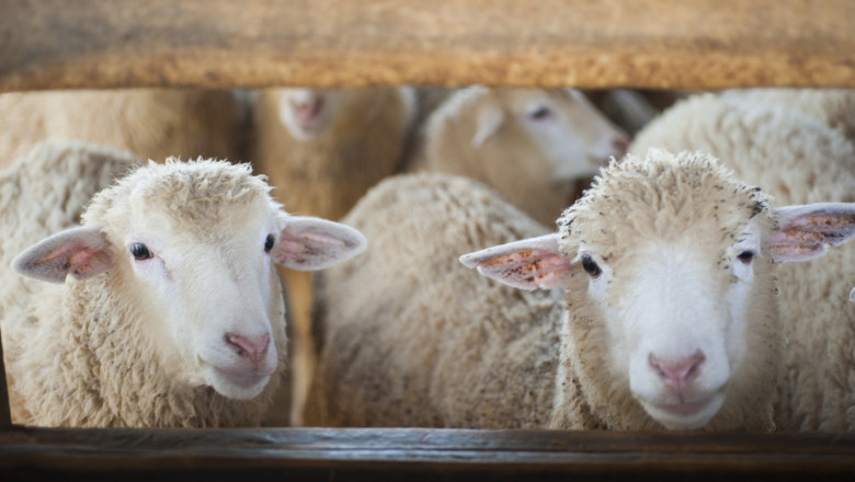 Хуманно отношение: Какво трябва и не трябва да се прави при клане на овце и кози