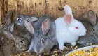 Зайци и мини кози - Снимка 2