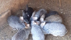 Зайци и мини кози - Снимка 3