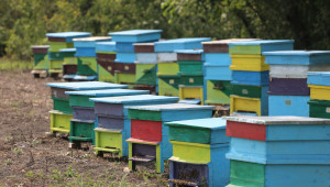 Пчелари ще предоставят пчелините си за борба срещу вароатозата - Agri.bg