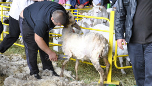 Съборът на овцевъдите: Фермери мерят сили в осем състезания