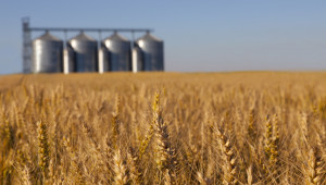 Изкупуване на зърно от държавата: Пари има, сделки няма