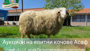 Събор на овцевъдите: Аукцион на елитни кочове Асаф - Agri.bg