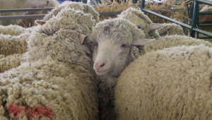 Националният събор на овцевъдите започна навръх Гергьовден - Снимка 4