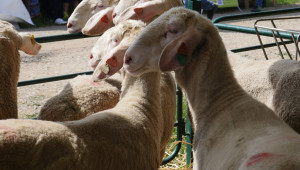 Националният събор на овцевъдите започна навръх Гергьовден - Снимка 10