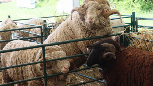 Националният събор на овцевъдите започна навръх Гергьовден - Снимка 16