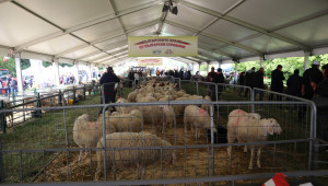 Националният събор на овцевъдите започна навръх Гергьовден - Снимка 18