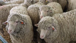 Националният събор на овцевъдите започна навръх Гергьовден - Снимка 19