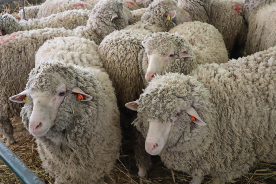 Десети национален събор на овцевъдите - Снимка 13
