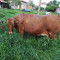 Крава стена + юница - Агро Борса